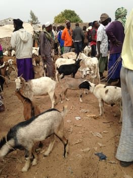 Goat market